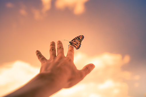 Butterfly landing on hand against sunset sky