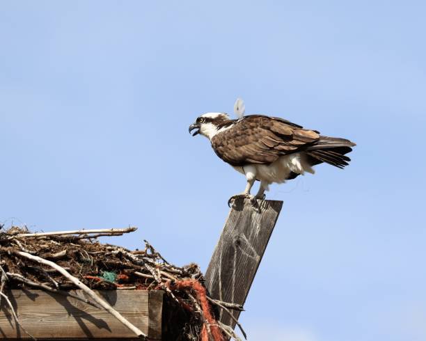 Osprey with A Feather Out of Place stock photo