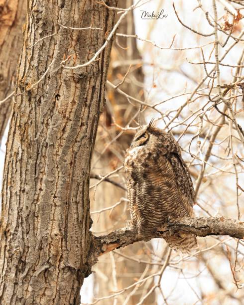 Great Horned Owl Profile stock photo