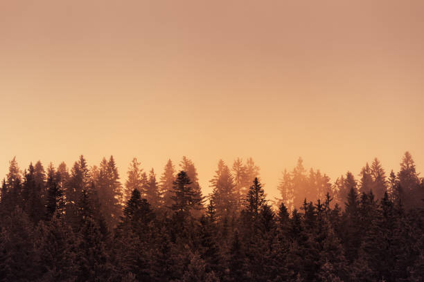 istock Pine forest early morning misty fog 1486909653