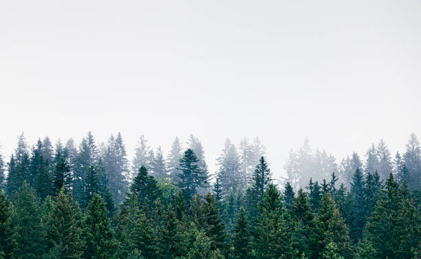 istock Pine forest and misty morning fog 1486909660