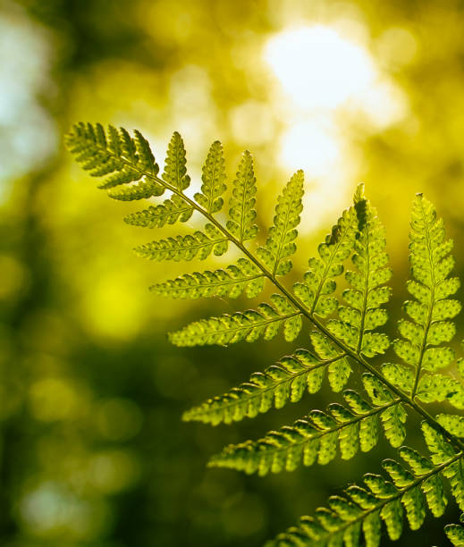 Fern leaf closeup in tropical rain forest