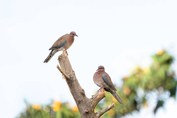 istock A pair of doves perched on top of a tree 1486909793