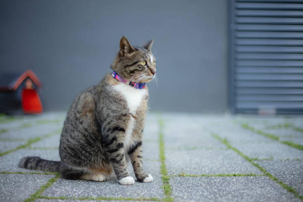 istock Playful tabby stray cat on the street. 1486910960
