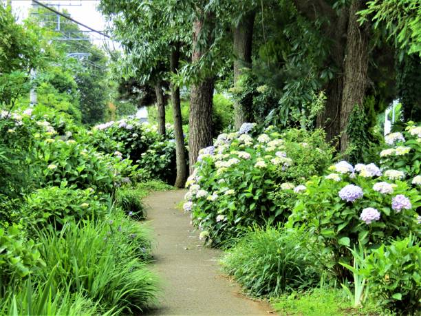 istock Japan. June. Walkway in the park. Hydrangea blossom. 1486912969
