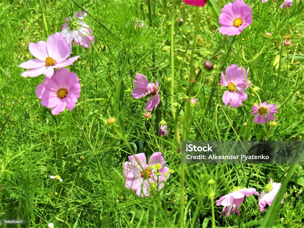 Japan. The name of these beautiful flowers is cosmos. June. Time for the cosmos blossom. Art Stock Photo
