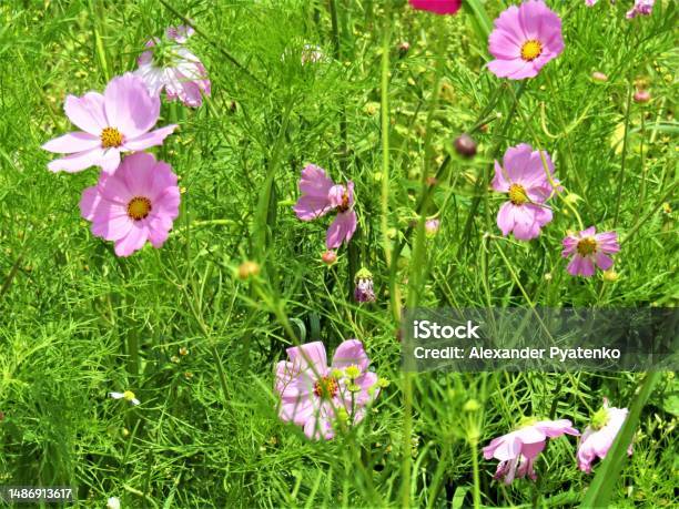 Japan The Name Of These Beautiful Flowers Is Cosmos Stock Photo - Download Image Now