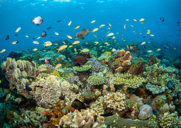 istock Coral reef South Pacific 1486915998