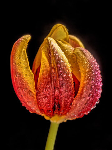 orange, yellow Tulip in spring in bloom with water drops and black background