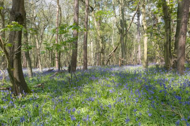 istock Orwell Park woodlands with Bluebells 1486916615