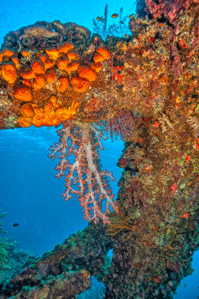 istock Scuba diving along the USAT Liberty wreck 1486916930