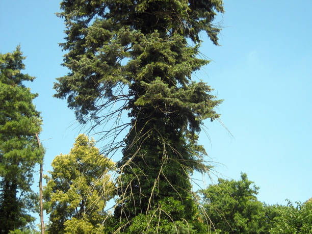 istock A tall green tree with densely mossy trunk and leaves 1486918703