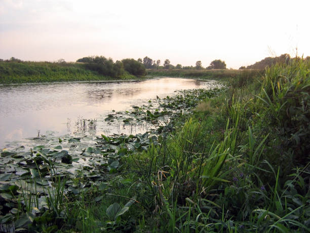 istock A small river with marshy banks overgrown with grass and lilies. 1486918706