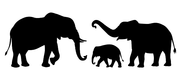 Elephants. Silhouette of African and Indian elephants with baby elephant. Animal Family. Isolated. Vector illustration