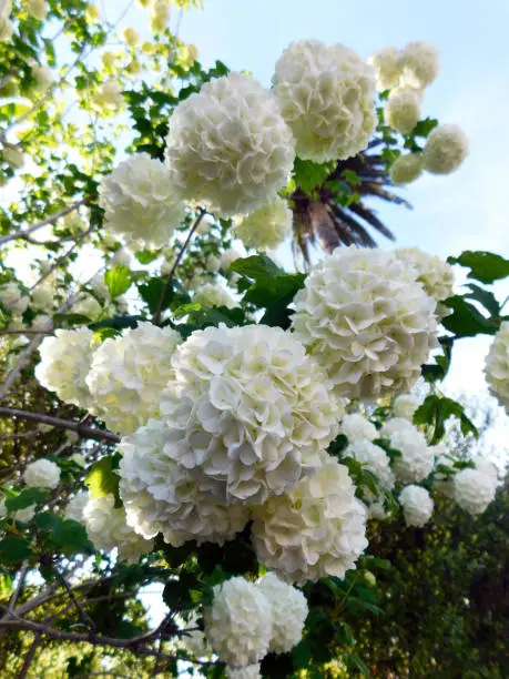 Photo of viburnum macrocephalum