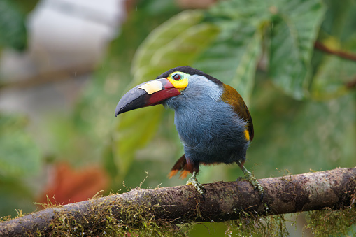 a Toucan searches for food near Mindo, Ecuador