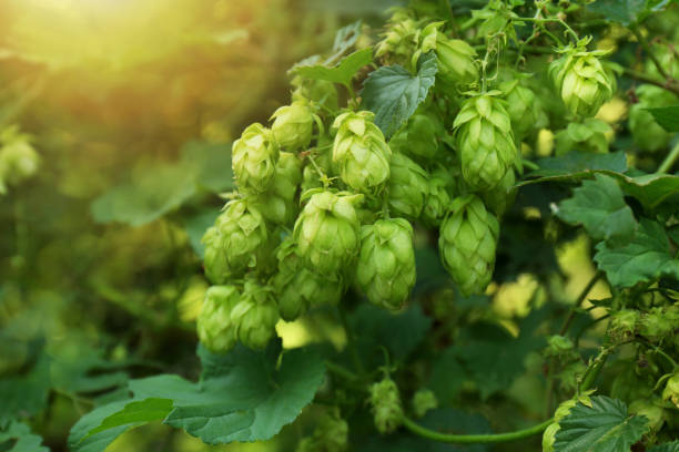 istock Fresh green hops growing on branch outdoors, closeup 1486923781