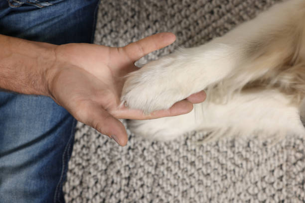 istock Man holding dog's paw on blanket, top view 1486923833
