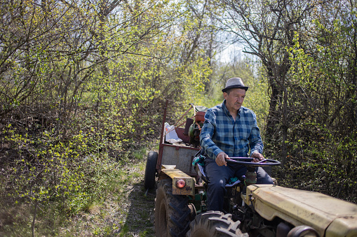 Senior man is driving a tractor through the forest to his vineyard. It's a sunny day.