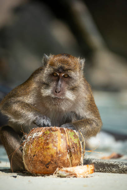 istock Monkey sitting on the beach peeling a coconut 1486925348