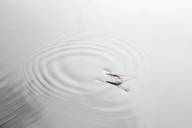 istock Specimen of gerris lacustris that when moving on the water causes waves. 1486928019