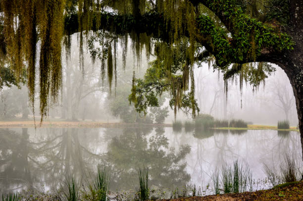 istock Greenwood in Mist 5 1486929636