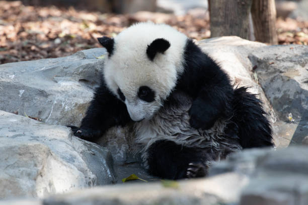 istock Little Cute Panda sitting in a tiny pond, Chengdu Panda Base 1486930474
