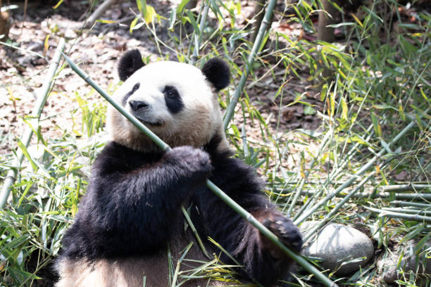 istock Panda in Panda valley, Mei Lan aka Rou Rou, China 1486930639