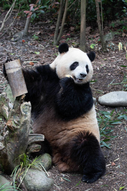 istock Cute Female Panda, Mei Lan aka Rou Rou 1486930682