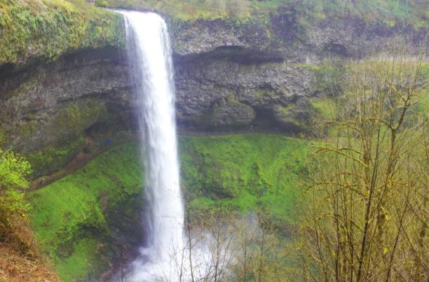 istock View of waterfall in temperate rain forest 1486930873