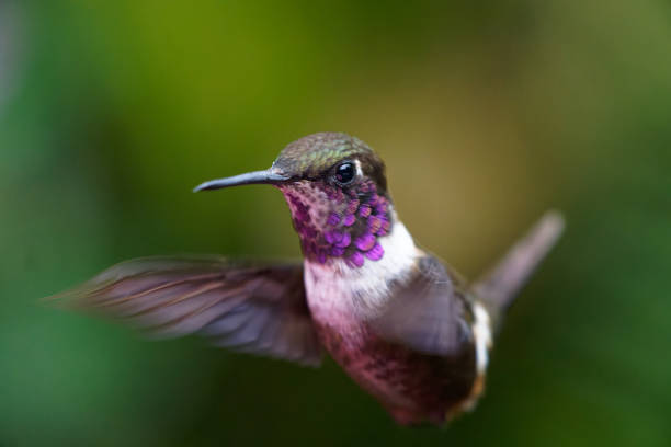 Purple-throated Woodstar Hummingbird male stock photo