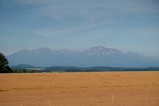 istock Golden wheat fields and mountains in summer 1486931963