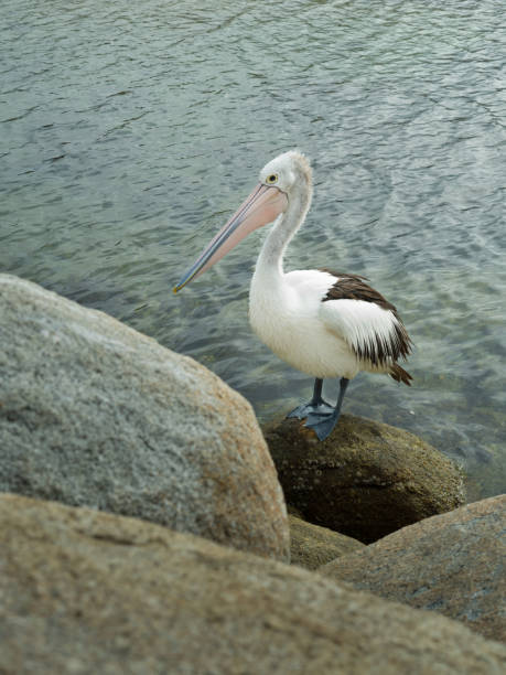 Australian pelicans are one of the largest flying birds. They have a white body and head and black wings. They have a large pink bill.