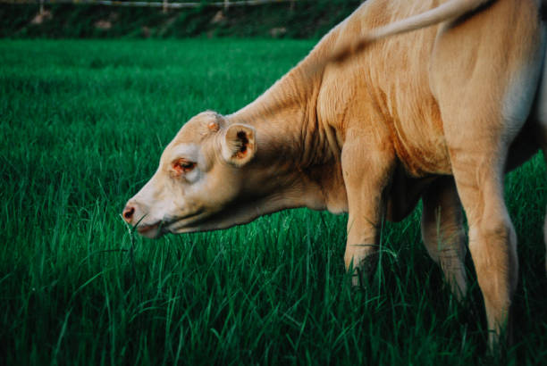 istock cow in southeast asia 1486932474