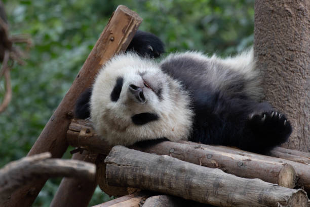 istock Close up Sleepy Little Panda, Chengdu Panda Base, China 1486933431