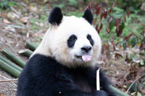 istock Playful female panda, Yuan Run, Chengdu Panda Base, China 1486933443