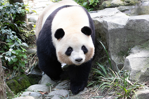 big panda sitting eating bamboo. Endangered species. Black and white mammal that looks like a teddy bear. Deep photo of a rare bear.