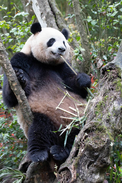 istock A playful giant panda, Mei Lan aka Rou Rou 1486933562