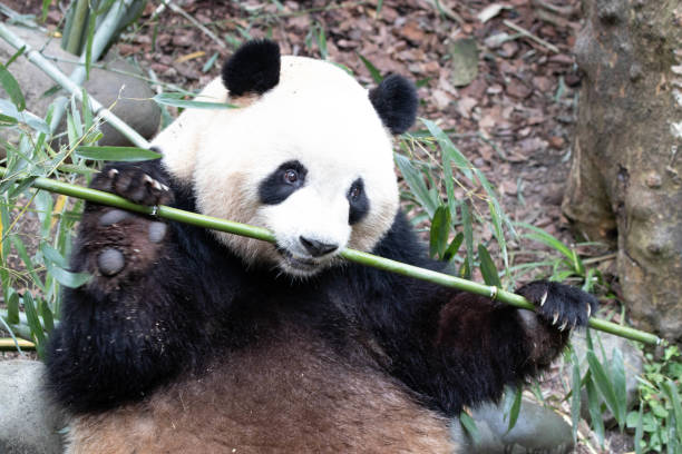 istock Panda in Panda valley, Mei Lan aka Rou Rou, China 1486933575