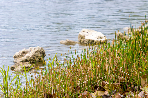 The shore line of a pond returned to its natural state with long grasses and rocks.