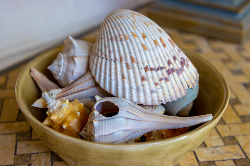 Various tropical exotic sea shells sit in a bowl as decorations.