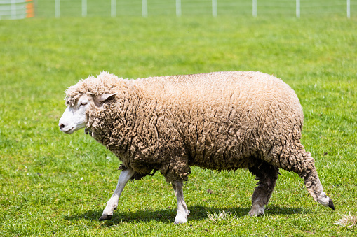 A tight shot of a lone wooly sheep enjoying the sun in a grassy meadow ready to be sheared for its wool.