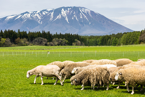 Several sheep with one or two that have been sheared, roam about a large lush green field with Mt. Iwate dominating the background.