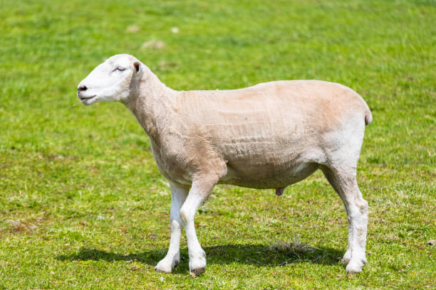 istock One freshly shawn sheep out in a grassy paddock 1486937905