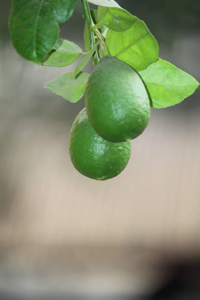 istock Fresh Leamon Stock in Tree in Bangladesh 1486938421