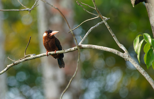 Jacamar live and breed in the Ecuadorian Amazon rainforest