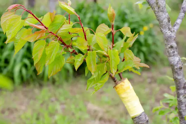 accustomed growing graft of apricot to plum. Green leaves on the scion.