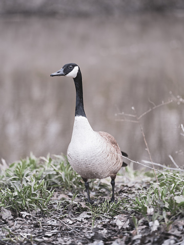 A Canadian goose during the springtime.