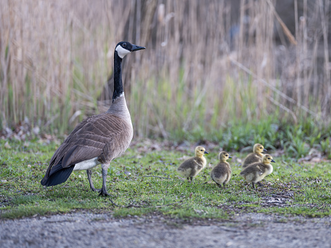 three canada geese on the water