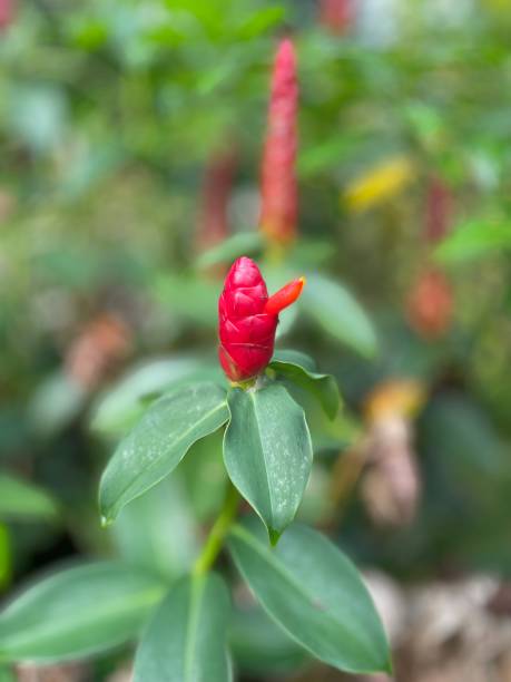 istock Costus spicatus, spiked spiralflag ginger, Indian head ginger 1486944324